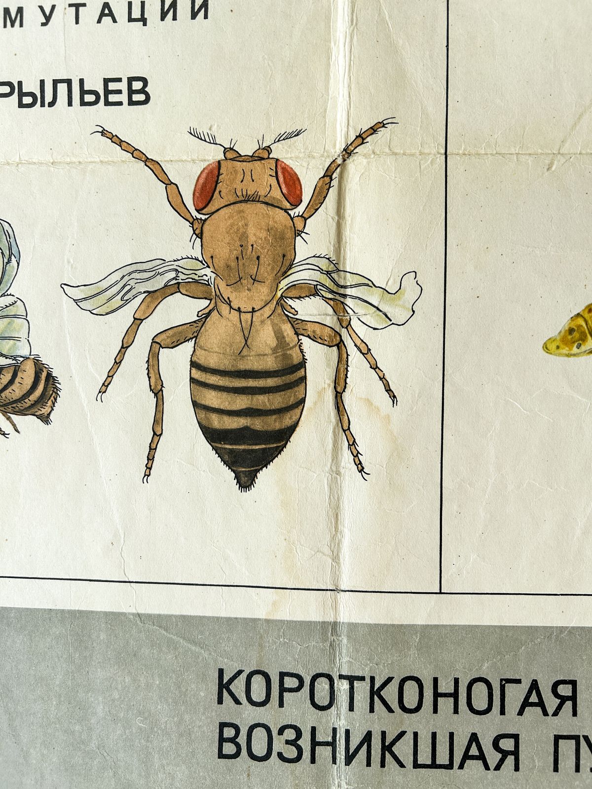 122.0 1968 "Mutations In Animals " Original Soviet Vintage Biology School Chart, Paper On Linen, Ussr Mid Century Educational Poster: Sheep, Flies, Beetle photo