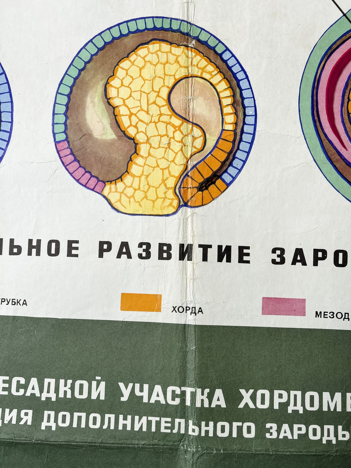1968 Soviet Biology School Chart "Interaction Of Parts Of A Developing Embryo On Example Of Triton" Paper On Linen, Original Ussr Mid Century Educational Poster photo vintage
