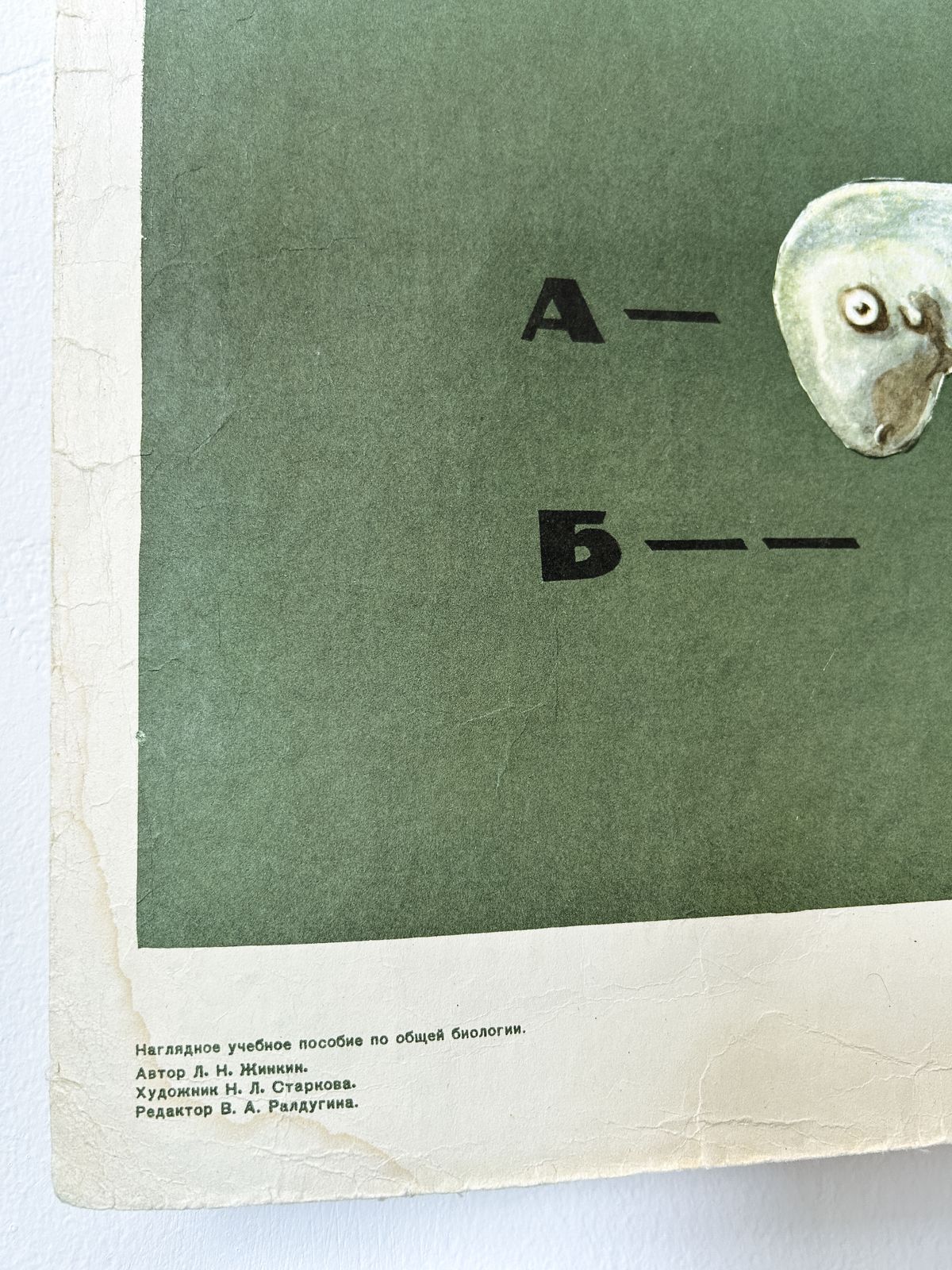 photo furniture 1968 Soviet Biology School Chart "Interaction Of Parts Of A Developing Embryo On Example Of Triton" Paper On Linen, Original Ussr Mid Century Educational Poster