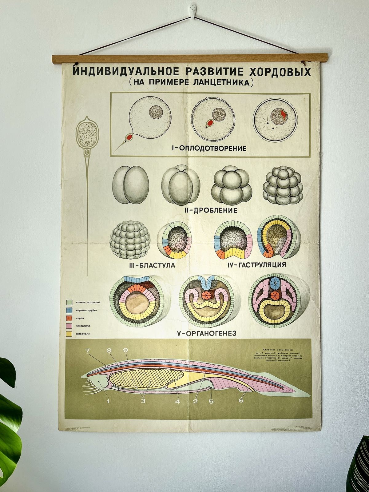 1968 Original Soviet Biology School Chart "Individual Development Of Chordates, Lancet" Paper On Linen, Ussr Mid Century Poster photo for sale