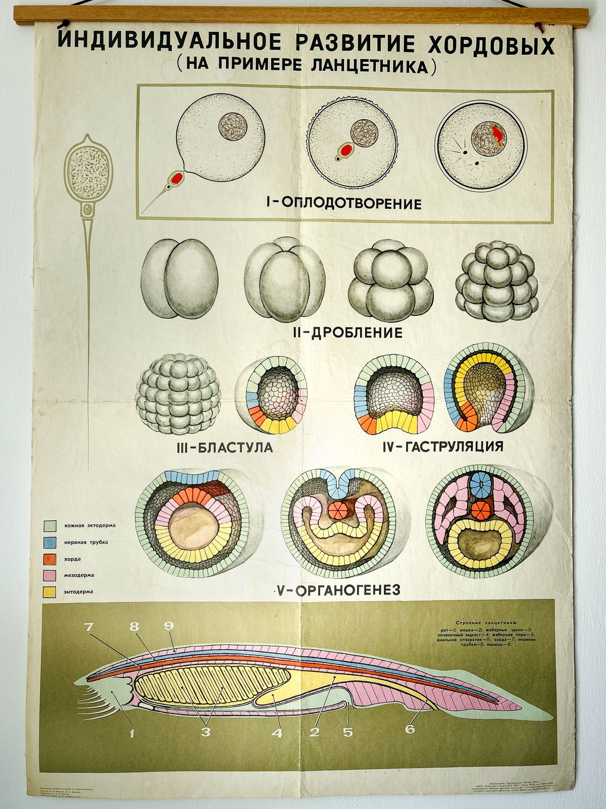 1968 Original Soviet Biology School Chart "Individual Development Of Chordates, Lancet" Paper On Linen, Ussr Mid Century Poster photo vinterior