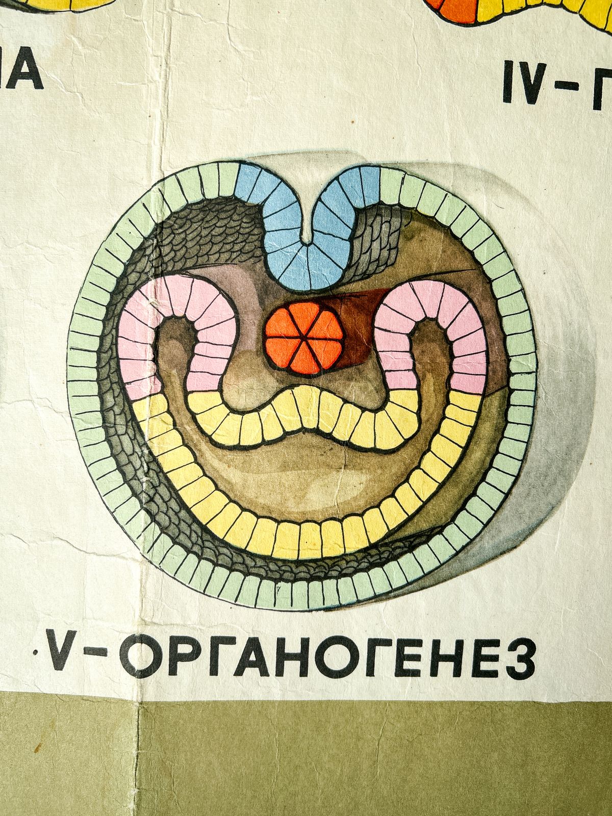1968 Original Soviet Biology School Chart "Individual Development Of Chordates, Lancet" Paper On Linen, Ussr Mid Century Poster photo vintage