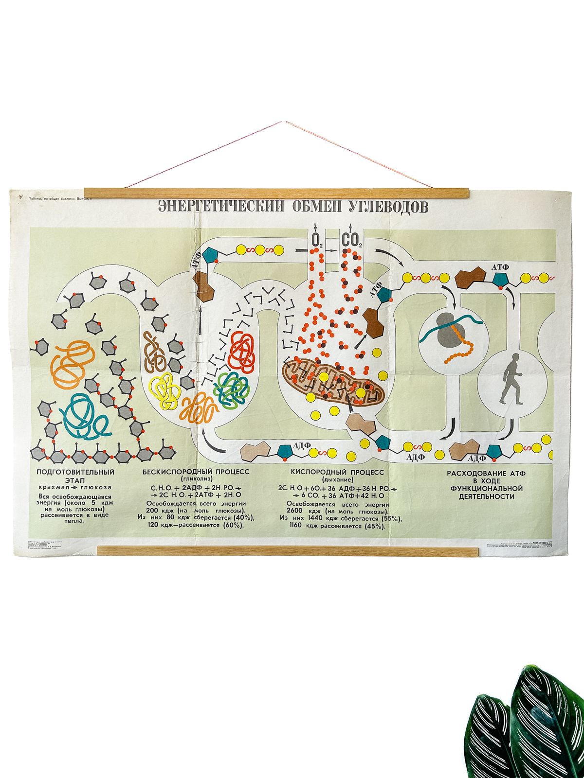 1978 Original Soviet Vintage Biology School Chart "Carbohydrate Metabolism" Paper On Linen, Ussr Mid Century Educational Poster photo 90.0