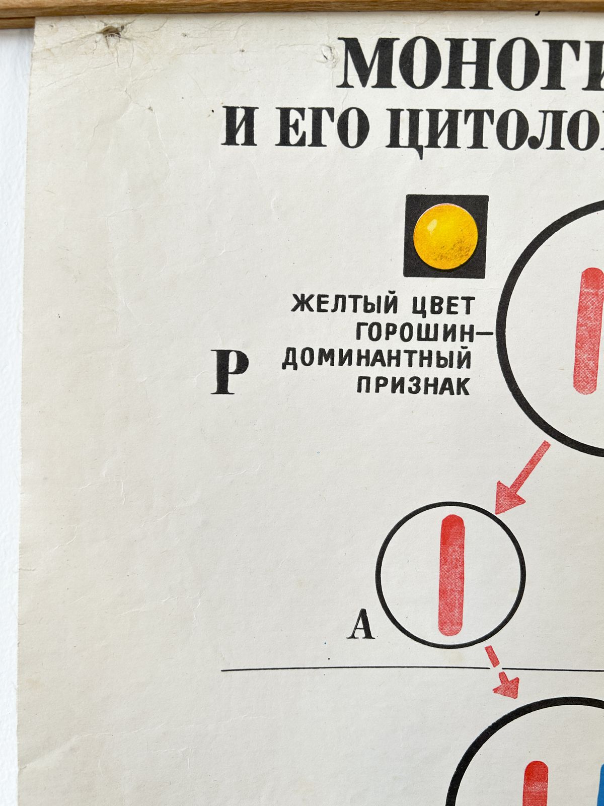 1978 Original Soviet Vintage Biology School Chart "Monohybrid Cross In Pea Plants" Paper On Linen, Ussr Educational Diagram photo buy