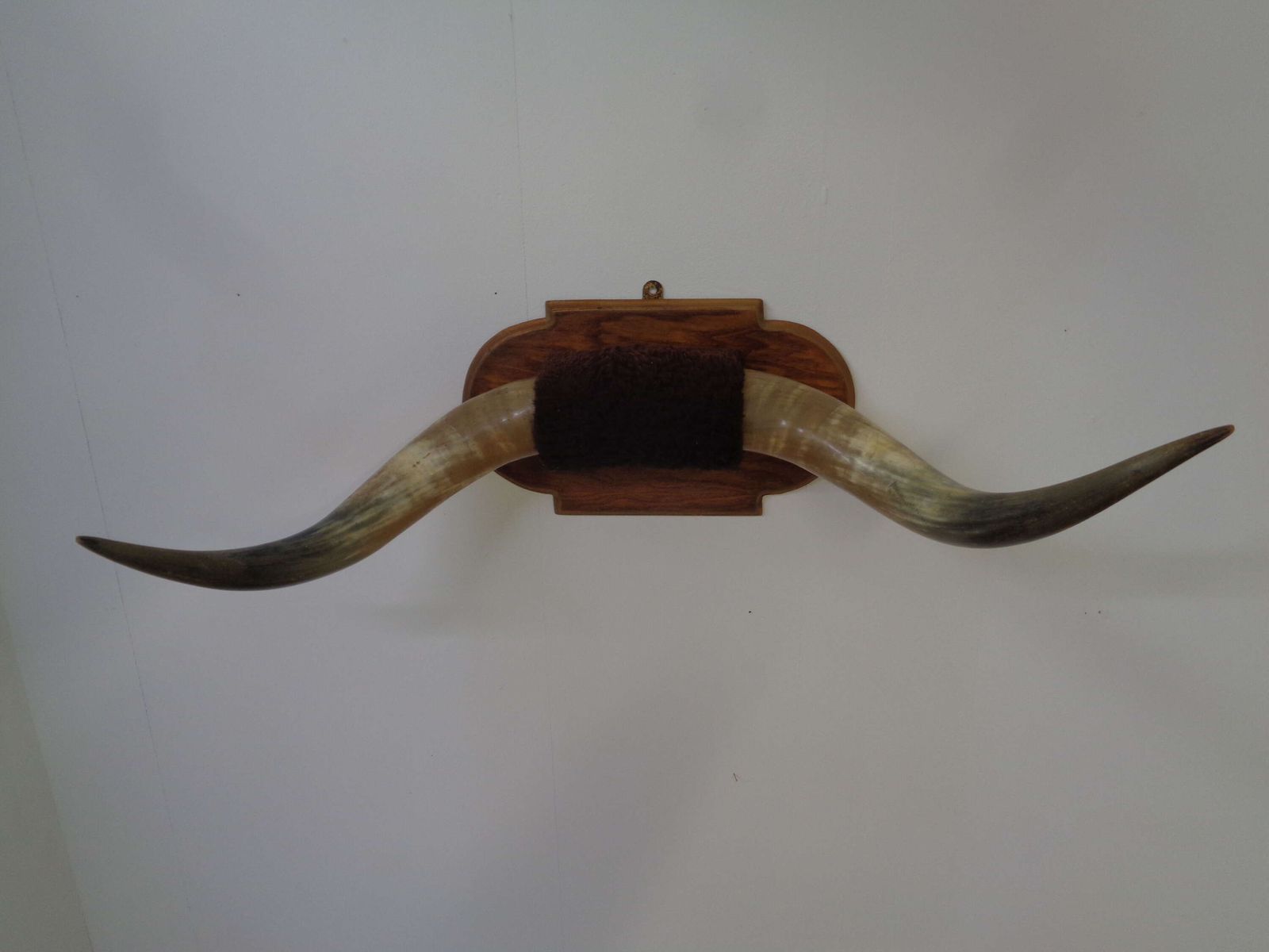 Mounted Taxidermy Cattle Horns
