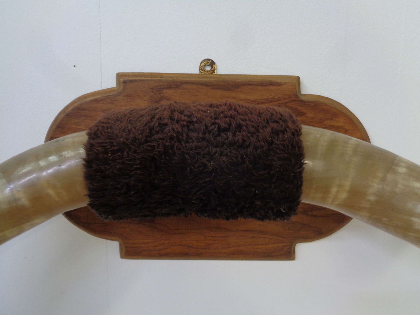 Mounted Taxidermy Cattle Horns photo 175.0