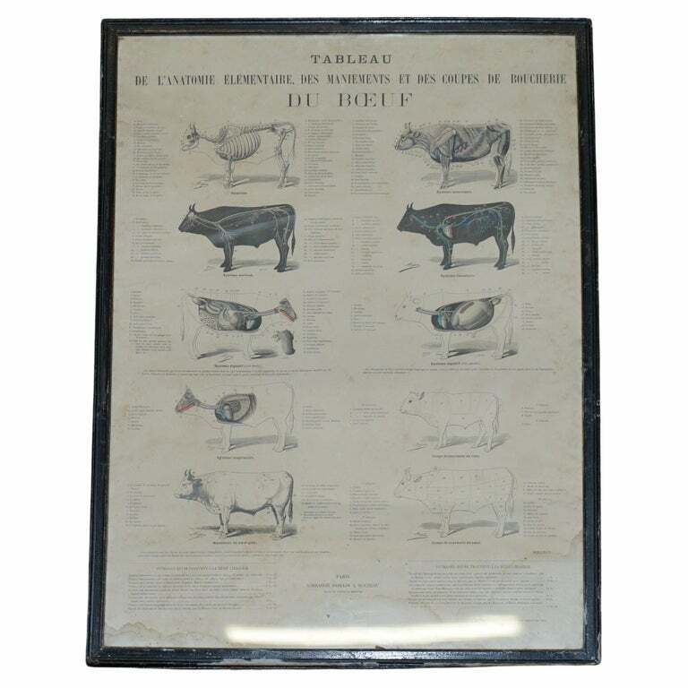 Antique French Print Of Basic Anatomy Of Handling And Butcher Cuts Of Beef