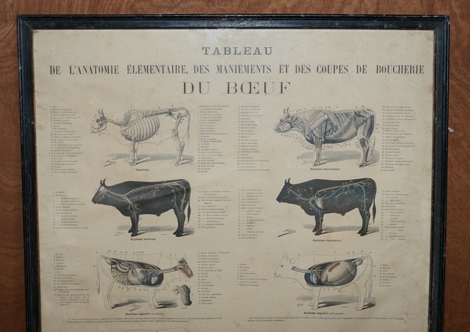 Antique French Print Of Basic Anatomy Of Handling And Butcher Cuts Of Beef photo furniture