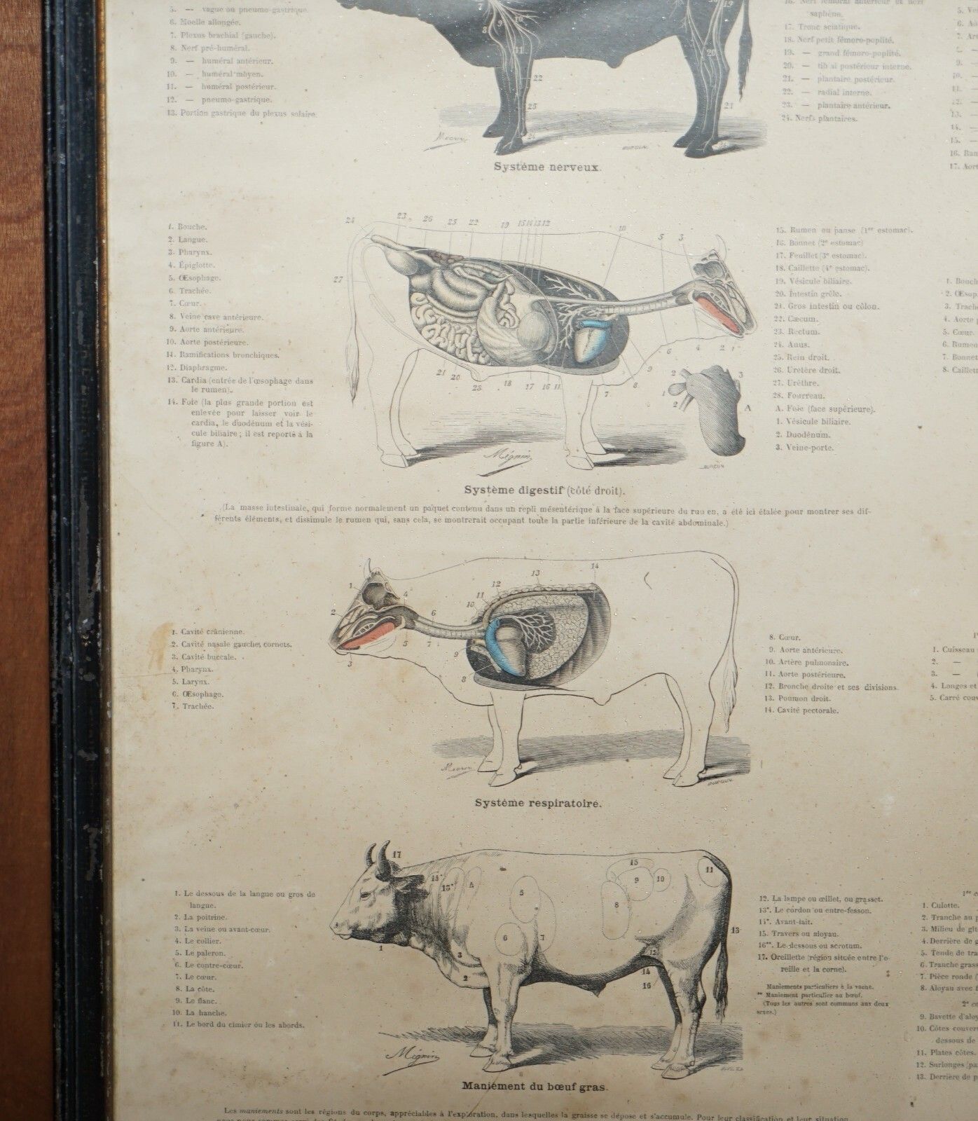 Antique French Print Of Basic Anatomy Of Handling And Butcher Cuts Of Beef photo 450.0