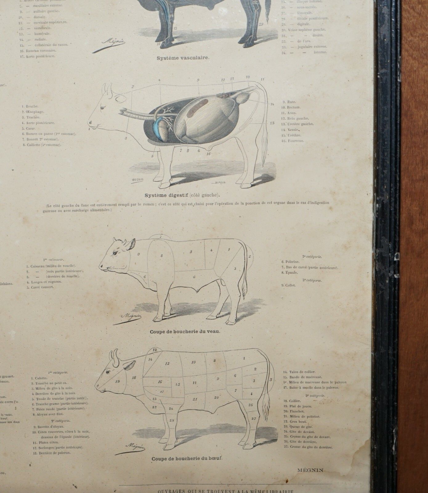 Antique French Print Of Basic Anatomy Of Handling And Butcher Cuts Of Beef photo vinterior
