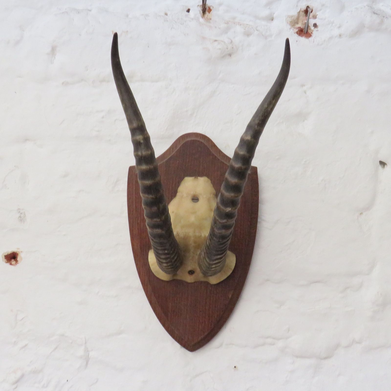 Decorative Taxidermy Mounted Antelope Antlers