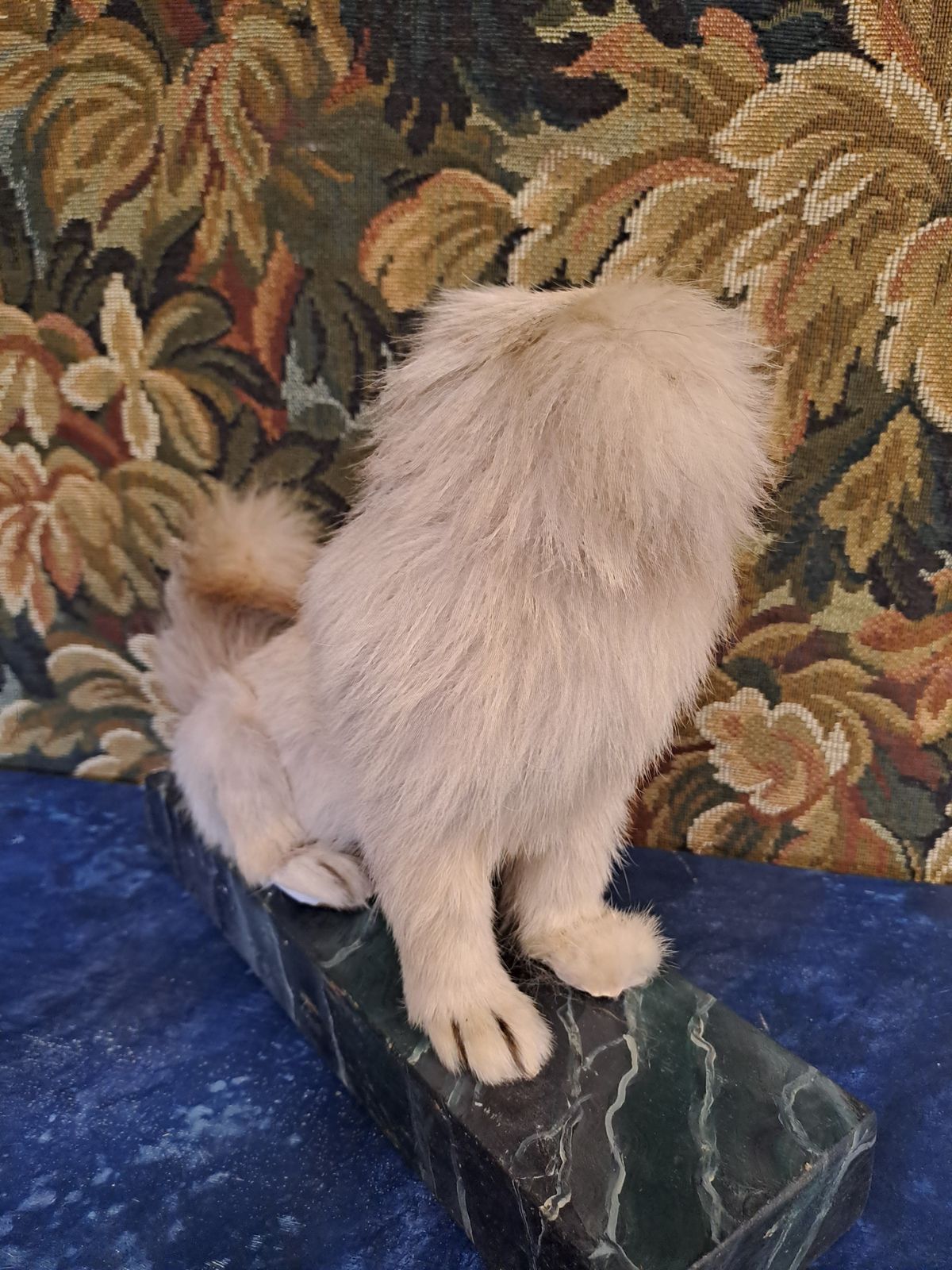 Antique Taxidermy Pekingese Dog photo 495.0
