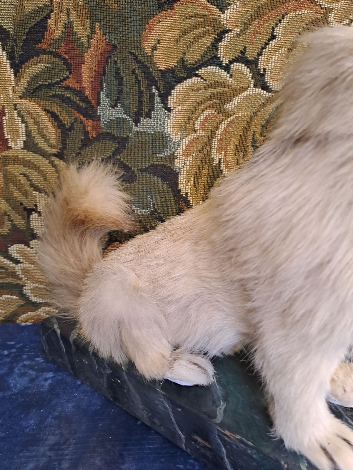 Antique Taxidermy Pekingese Dog photo buy
