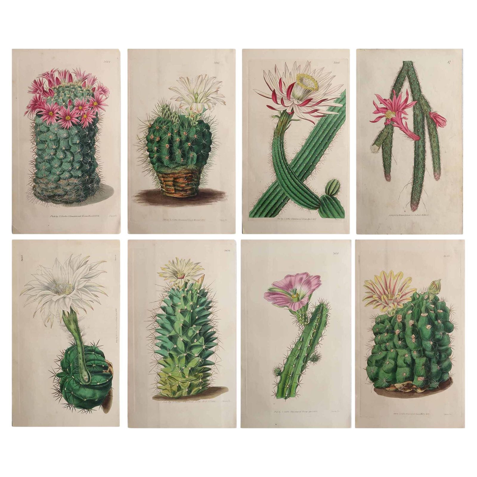 Set Of 8 Original Antique Botanical Prints  Cactus. Dated 1837