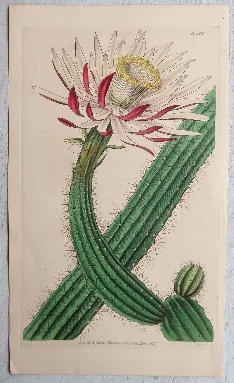 Set Of 8 Original Antique Botanical Prints  Cactus. Dated 1837 photo furniture