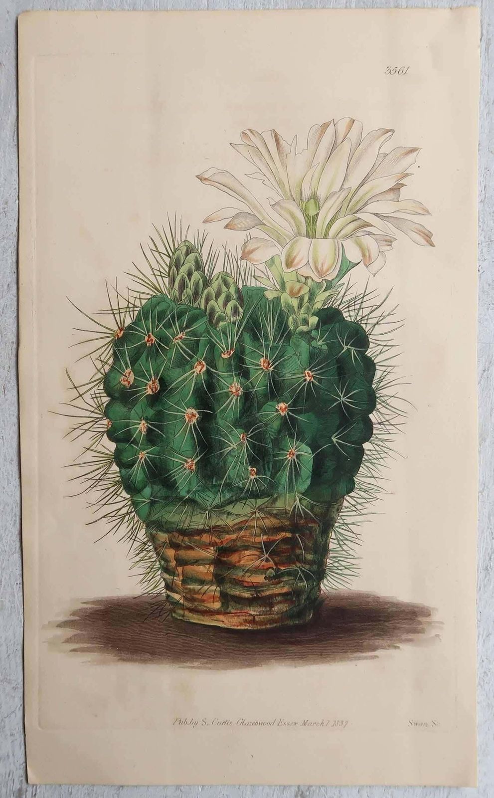 Set Of 8 Original Antique Botanical Prints  Cactus. Dated 1837 photo Art