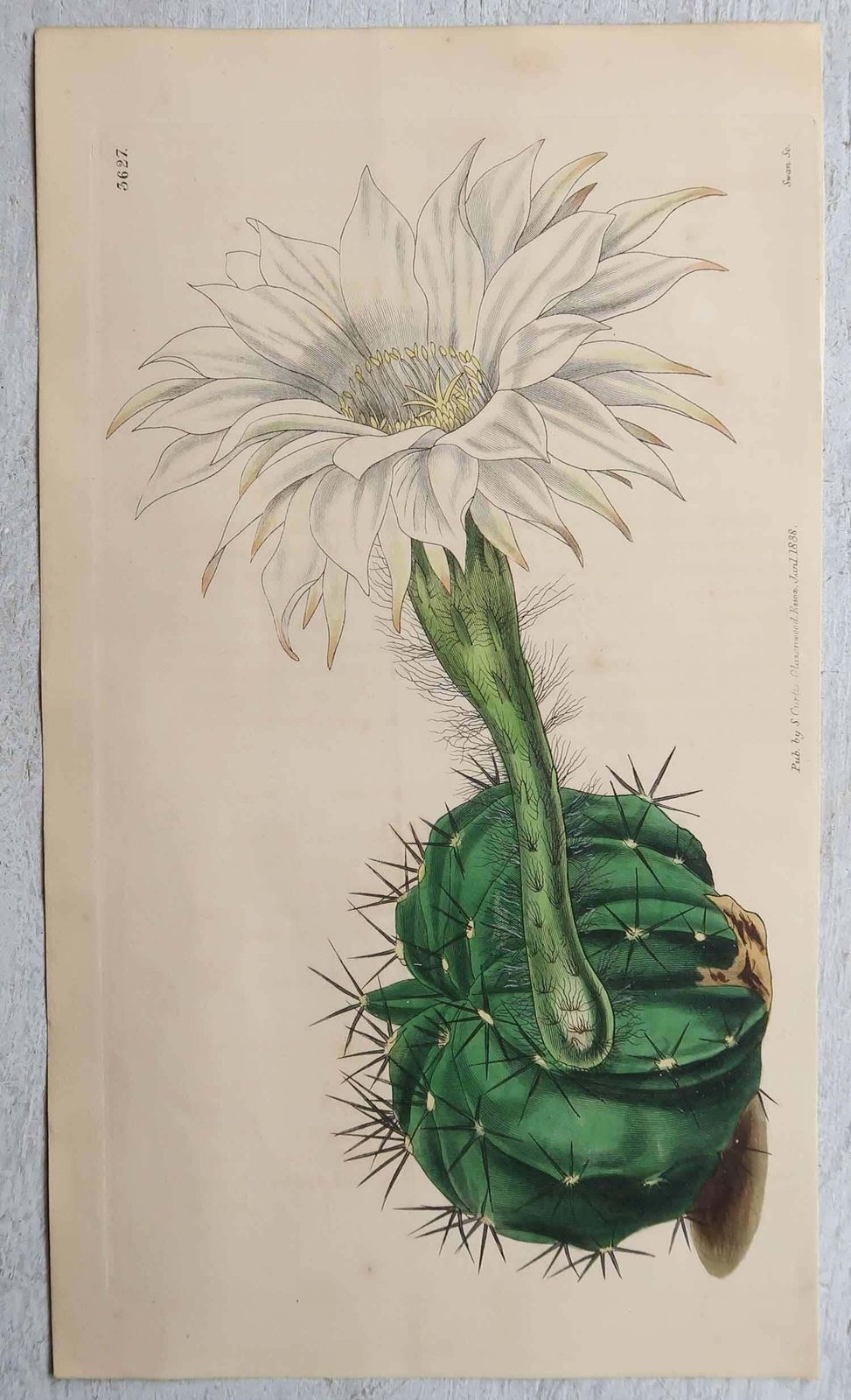 Set Of 8 Original Antique Botanical Prints  Cactus. Dated 1837 photo vinterior