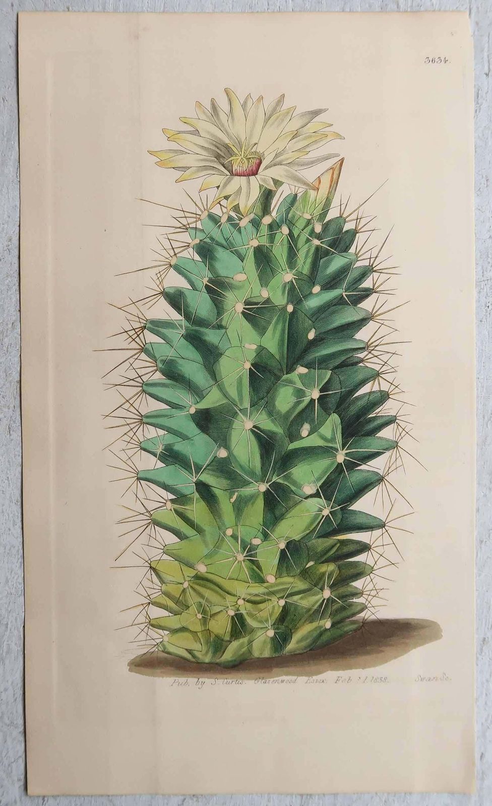photo furniture Set Of 8 Original Antique Botanical Prints  Cactus. Dated 1837