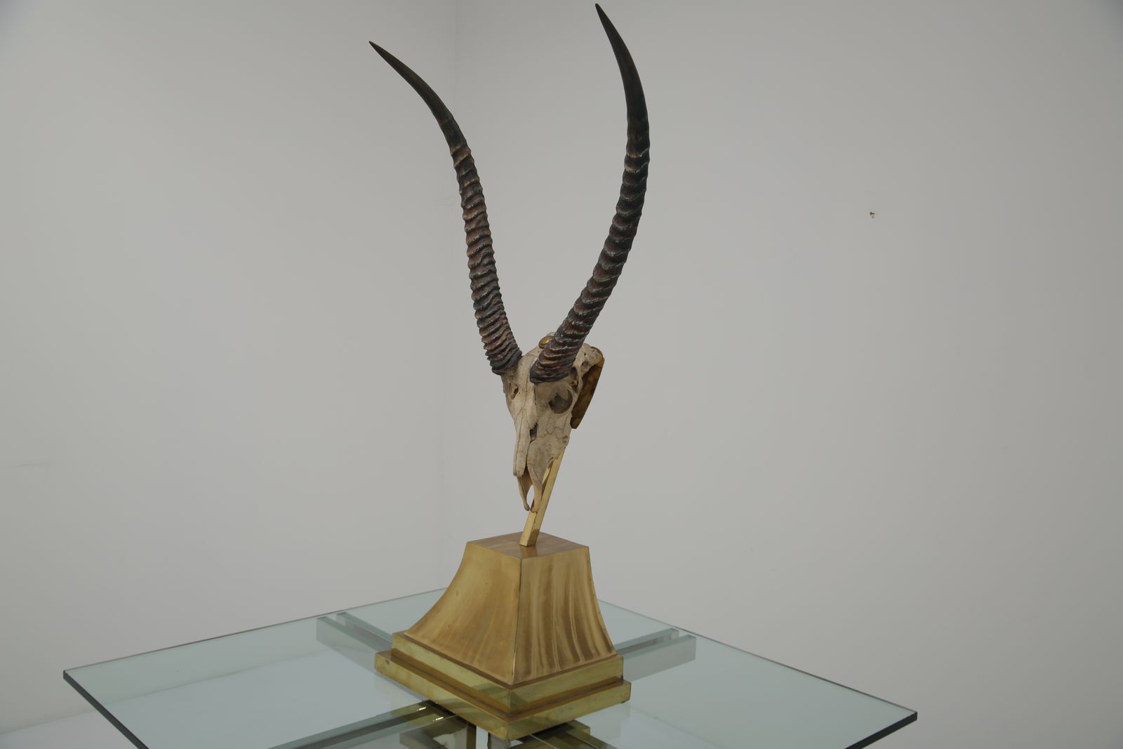 Taxidermy Study Of An African Gazelle With Antlers By Anthony Redmile, London, 1970s. photo vinterior