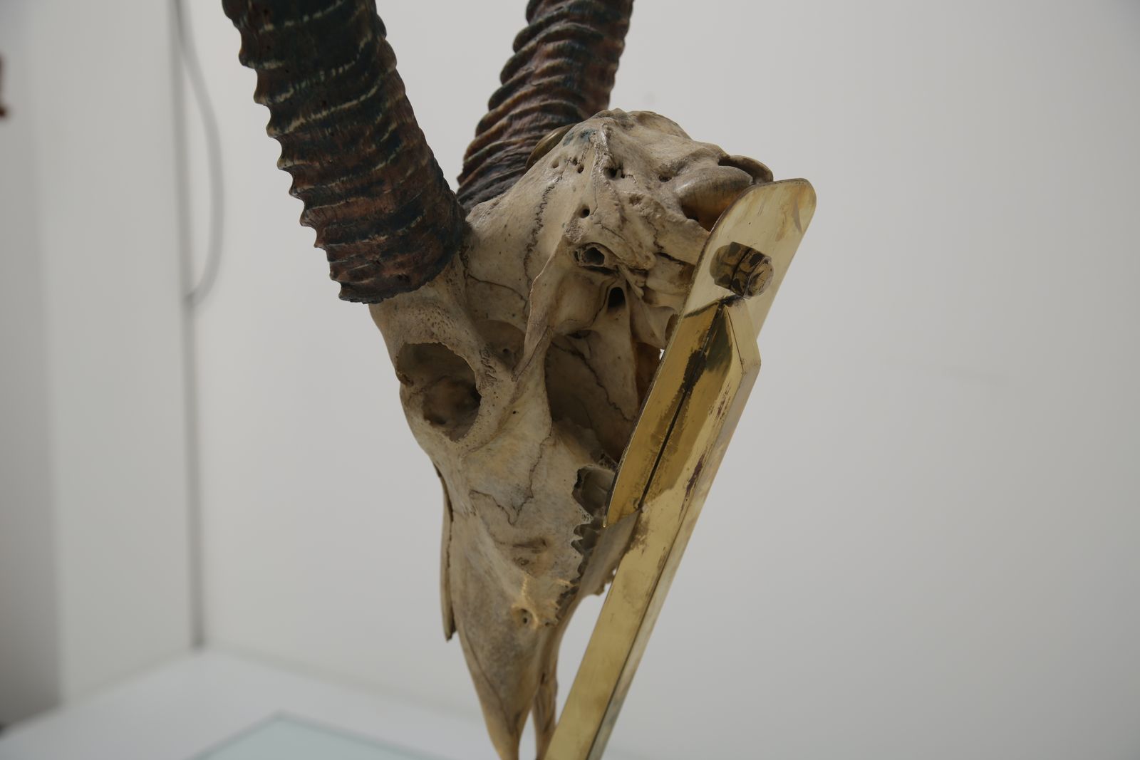 Taxidermy Study Of An African Gazelle With Antlers By Anthony Redmile, London, 1970s. photo buy