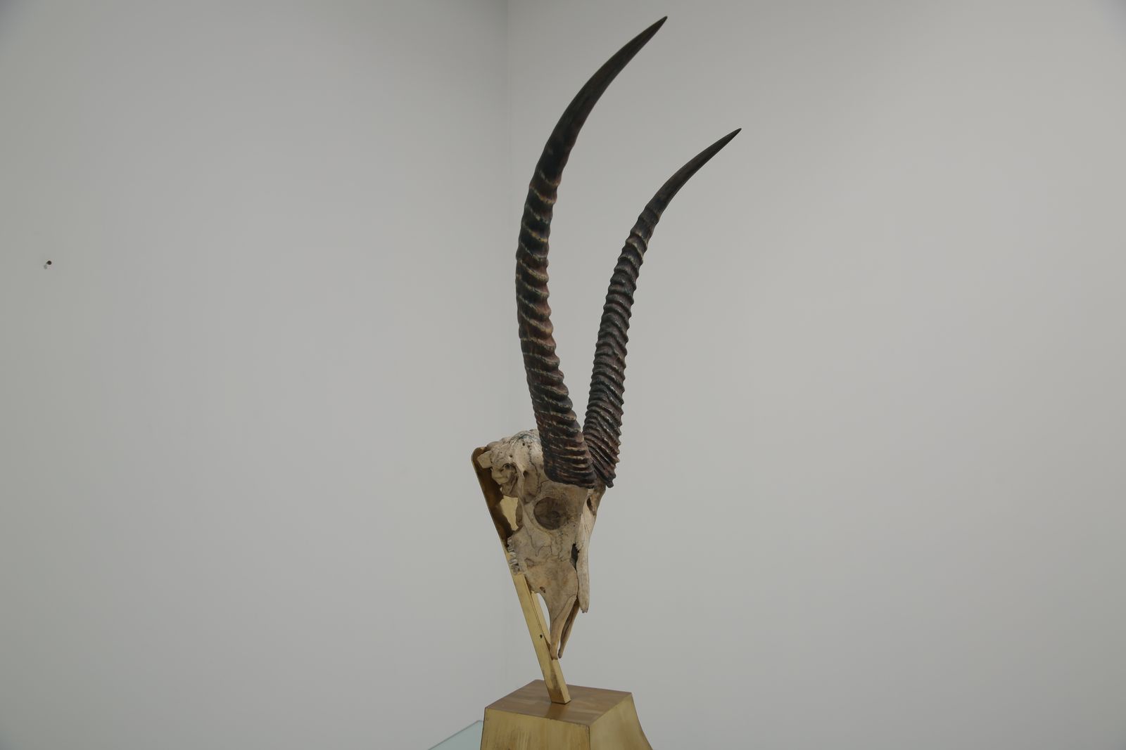 photo for sale Taxidermy Study Of An African Gazelle With Antlers By Anthony Redmile, London, 1970s.