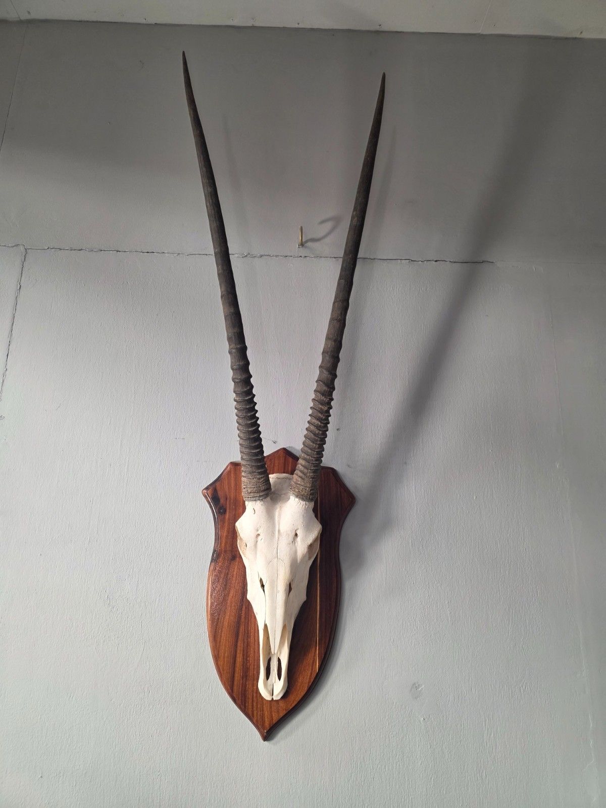 Nambian Oryx Skull And Horns Mounted On A Wood Shield photo furniture