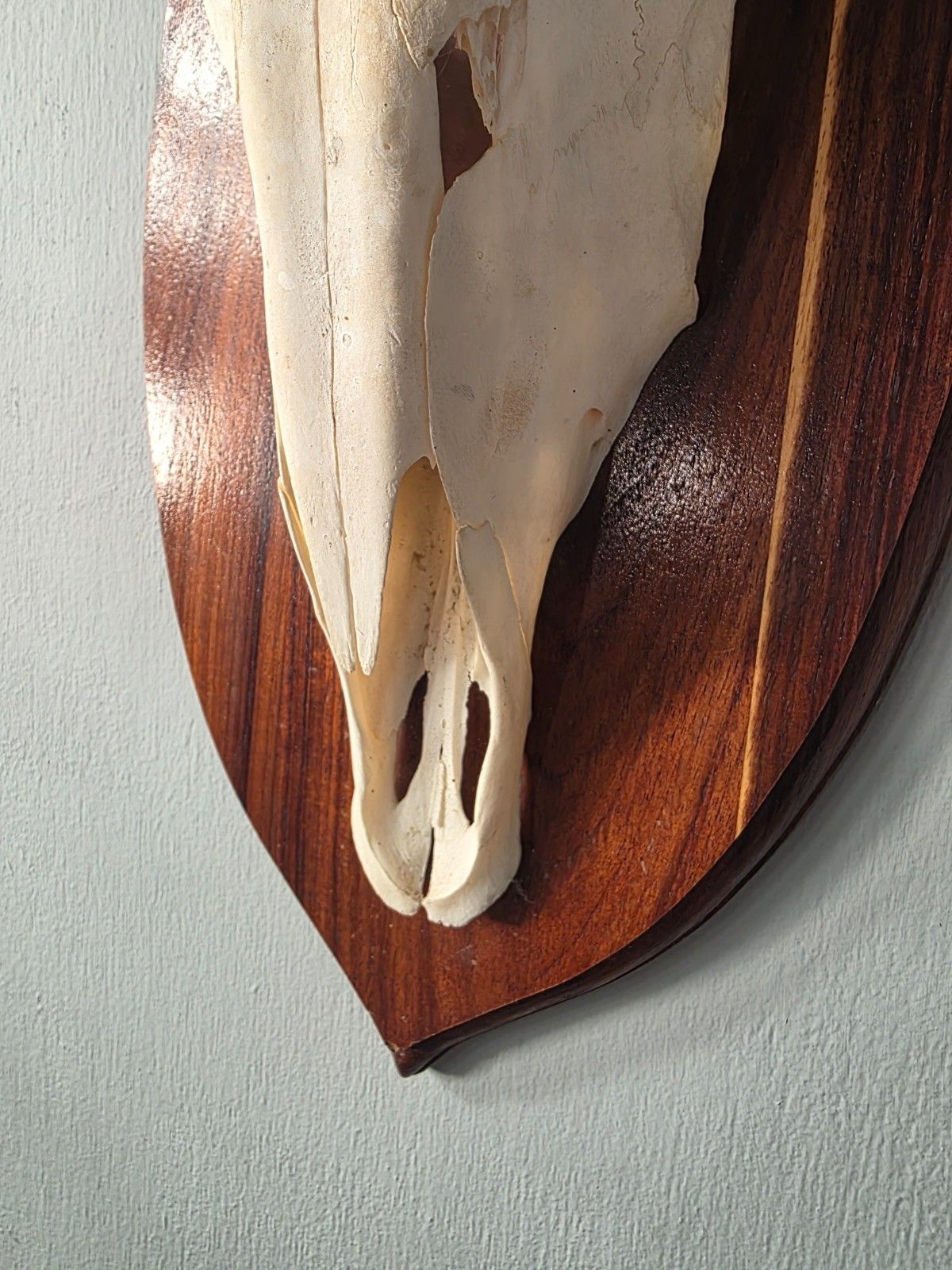 photo for sale Nambian Oryx Skull And Horns Mounted On A Wood Shield