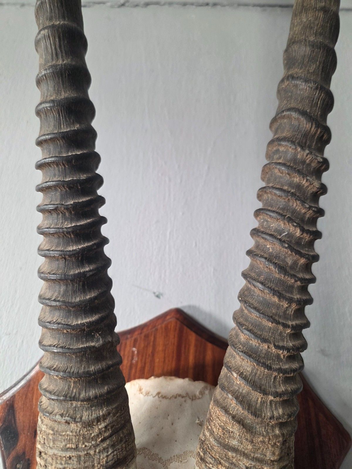 photo vinterior Nambian Oryx Skull And Horns Mounted On A Wood Shield