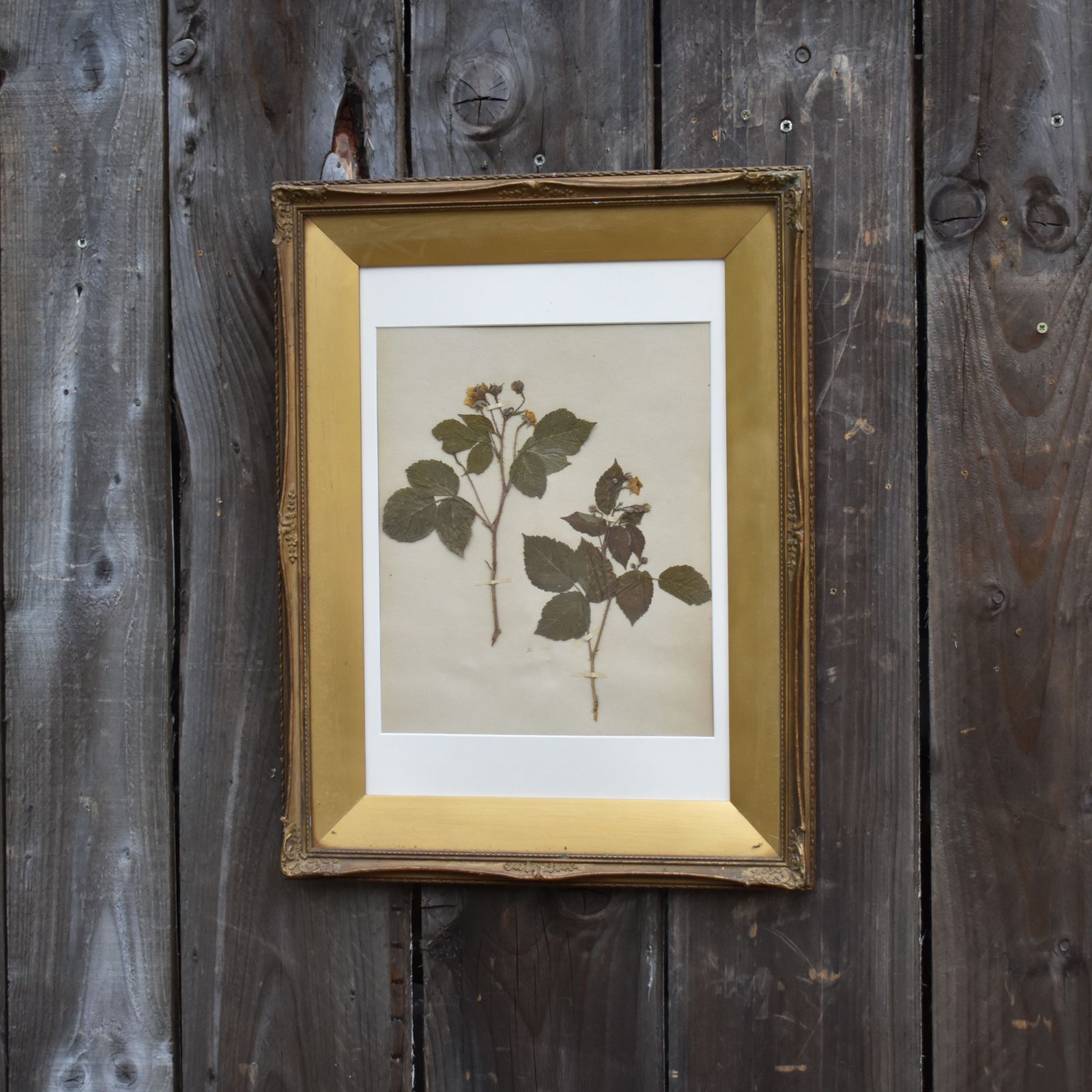 Antique 1885 Hand Collected Herbarium Botanical Specimen Gilt Frame Picture Art