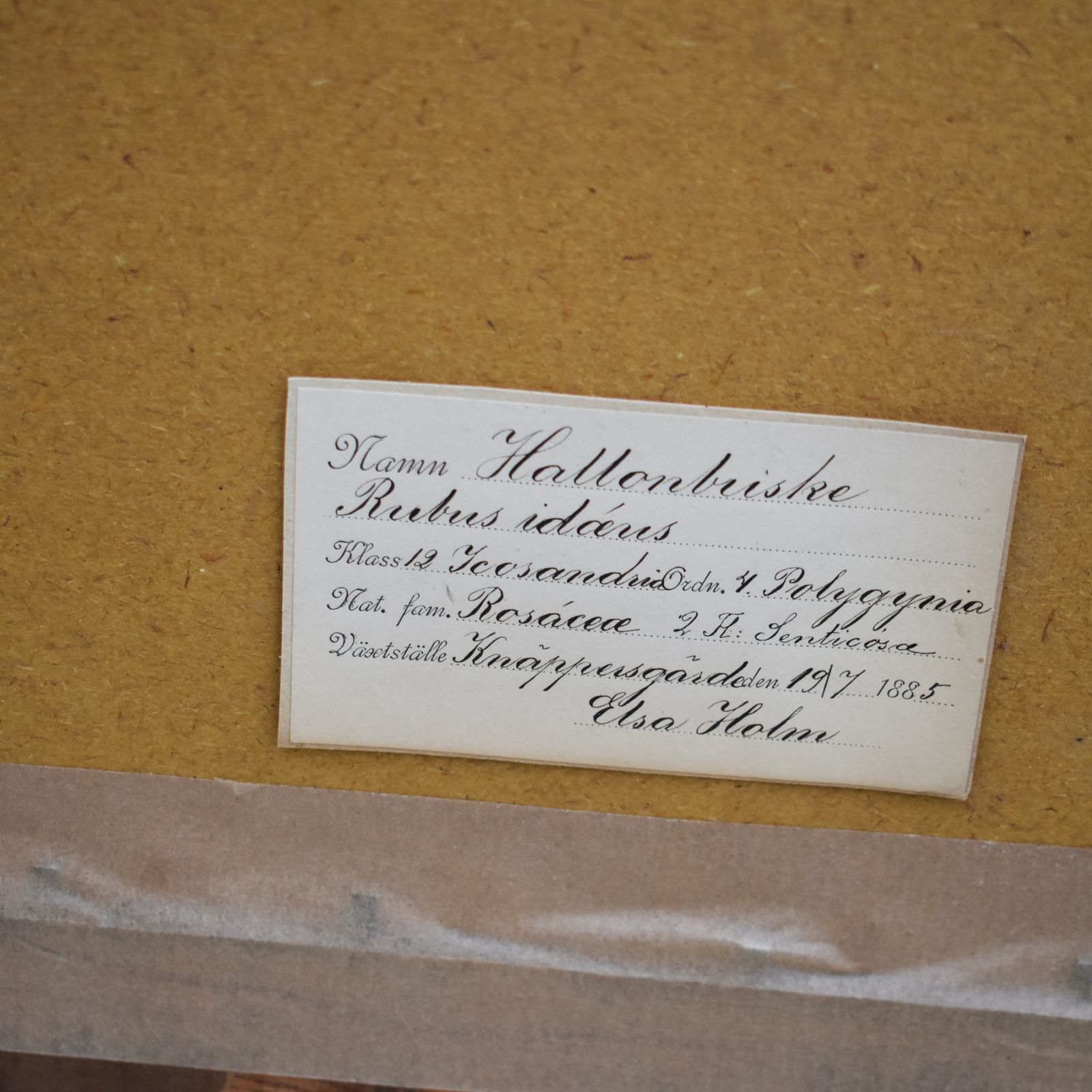 Antique 1885 Hand Collected Herbarium Botanical Specimen Gilt Frame Picture Art photo for sale