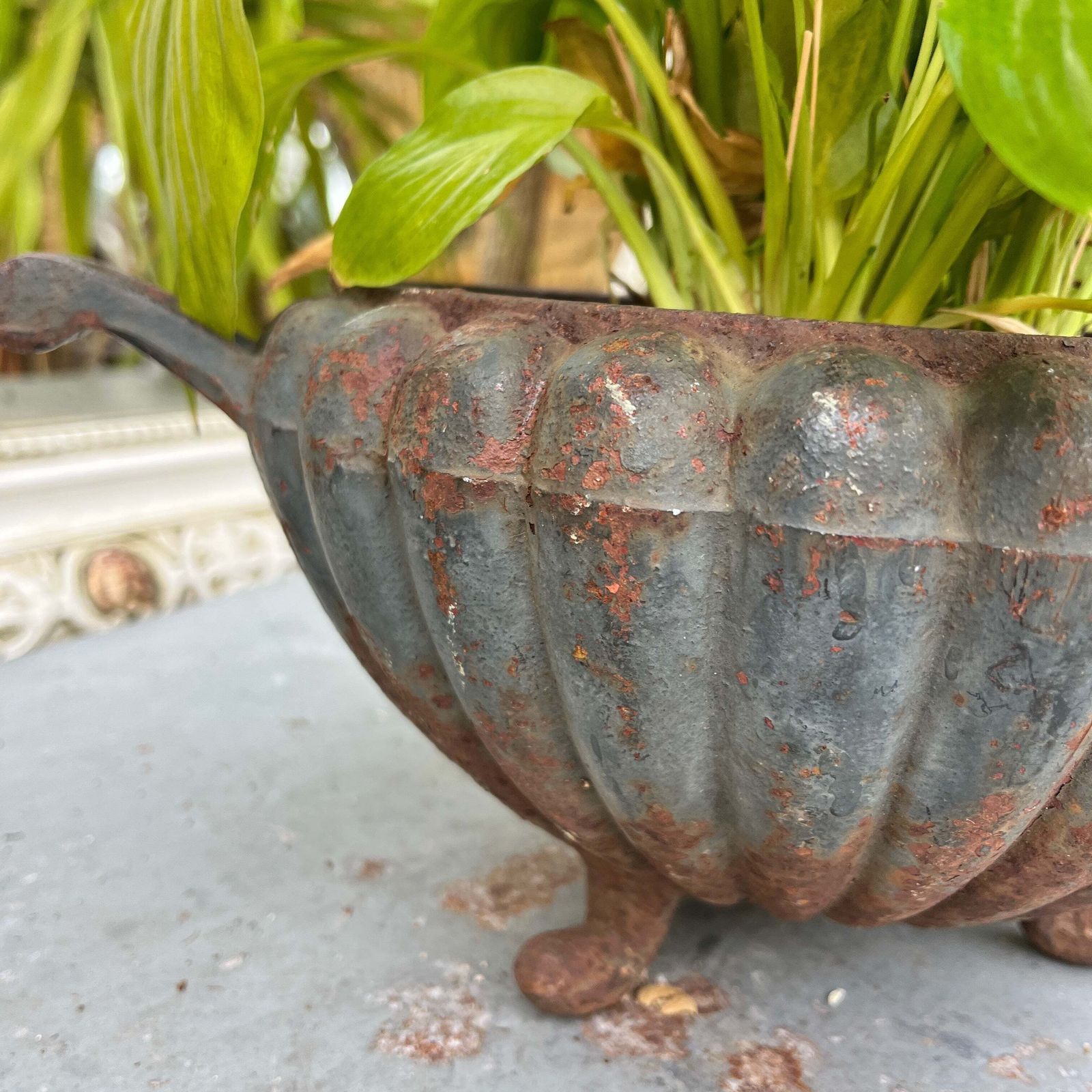 Vintage French Jardiniere photo Garden Decor