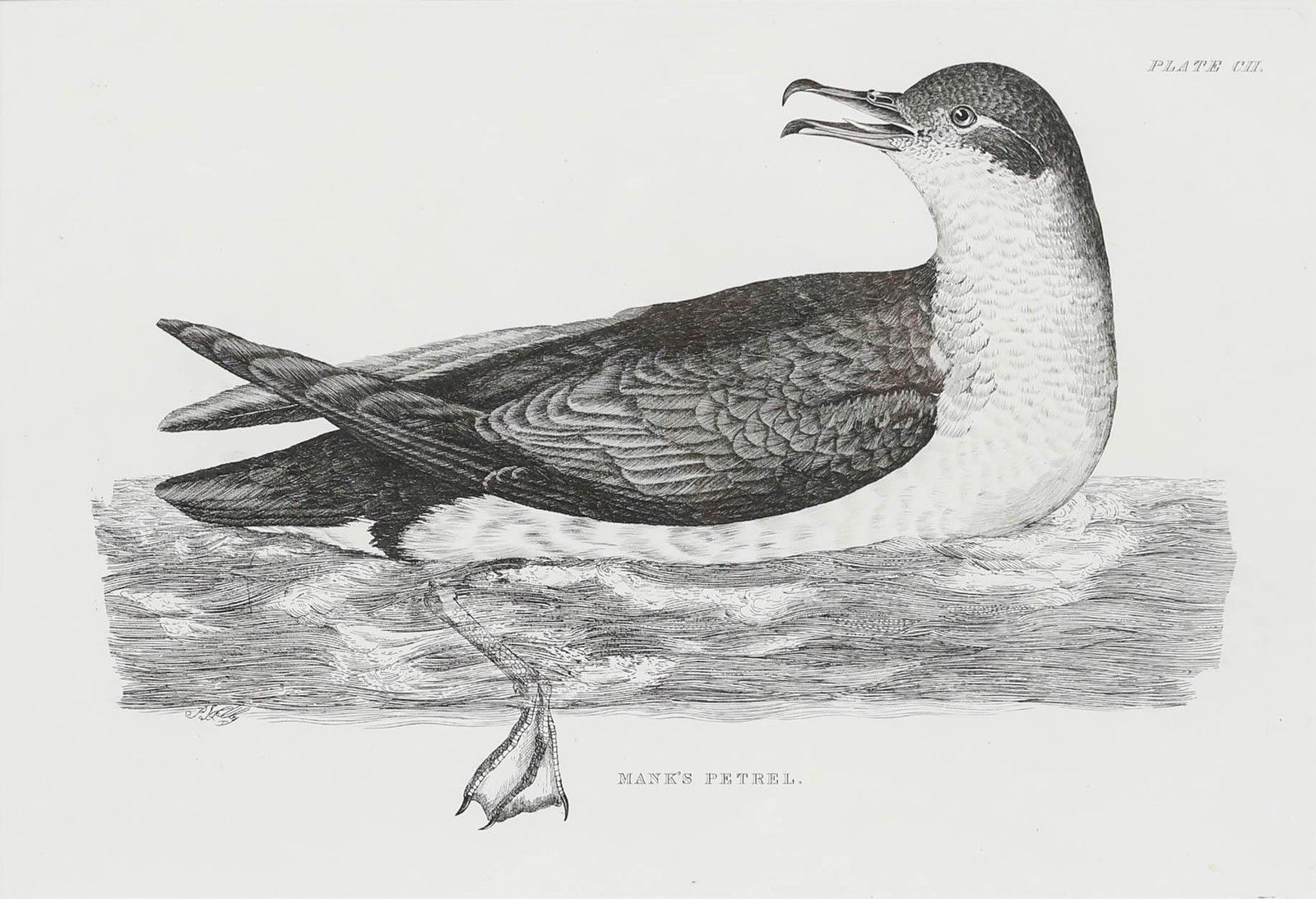 Prideaux John Selby (1788 1867) Early 20th Century Engraving, Manx's Petrel photo furniture