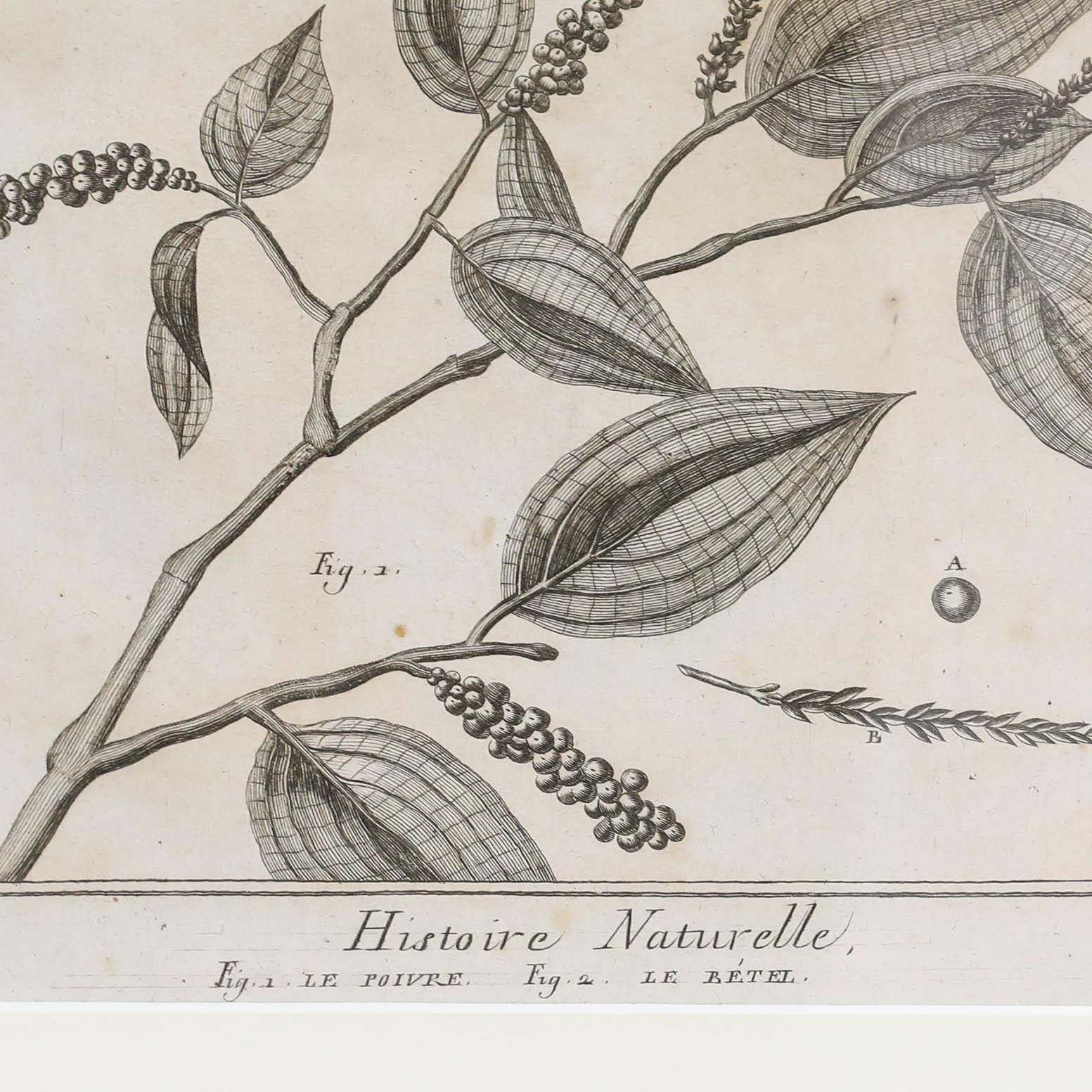 Robert Béenard (1734 1794) 18th Century Engraving, Le Pivre & Le Betel photo Art