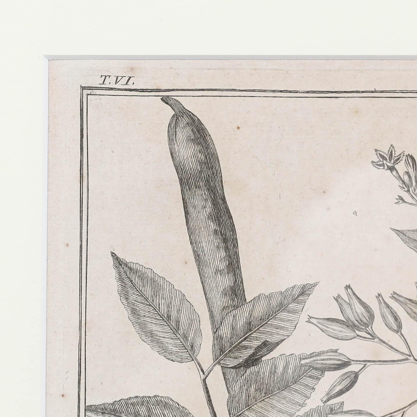 Robert Béenard (1734 1794) 18th Century Engraving, Le Quinquina & La Casse photo vinterior
