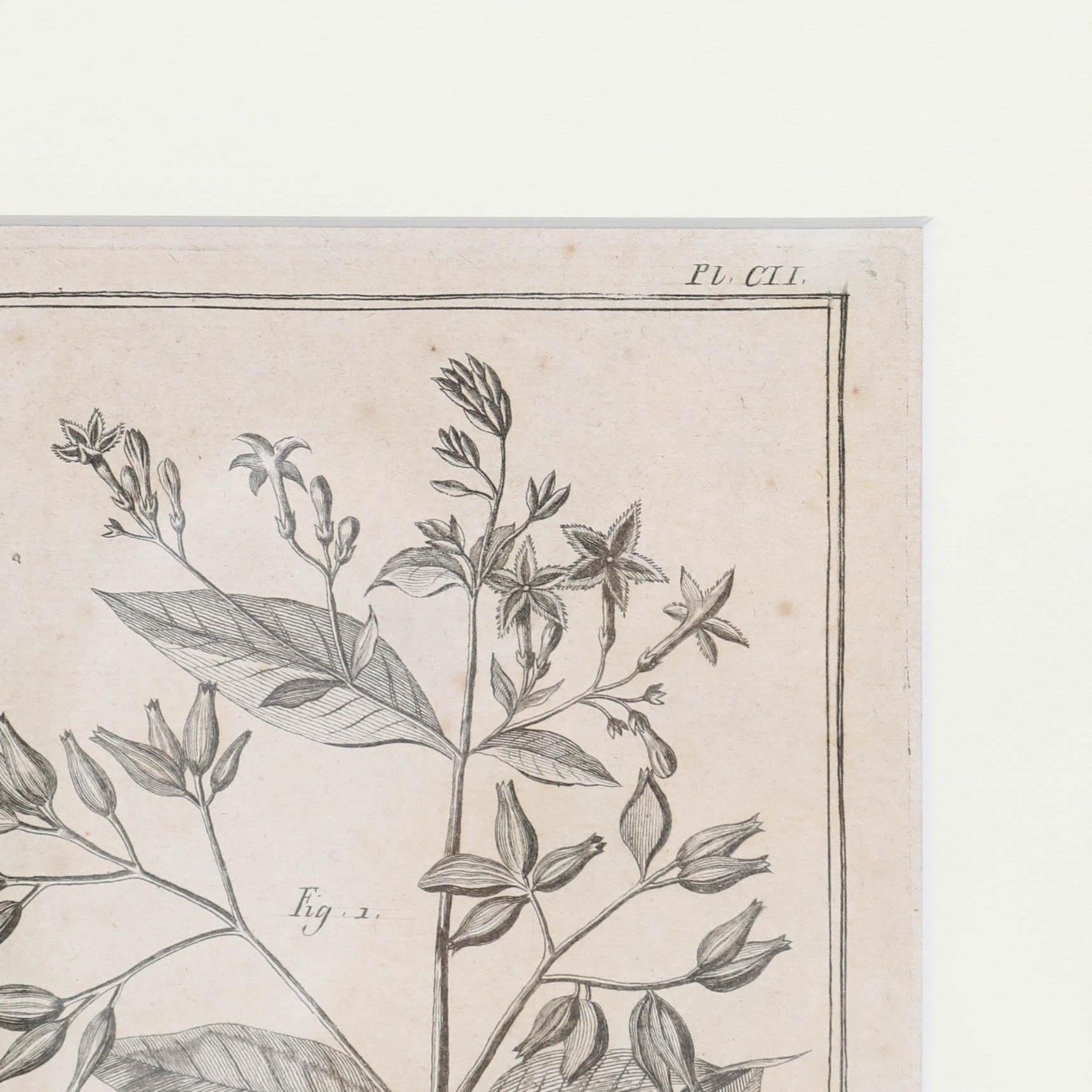 Robert Béenard (1734 1794) 18th Century Engraving, Le Quinquina & La Casse photo buy