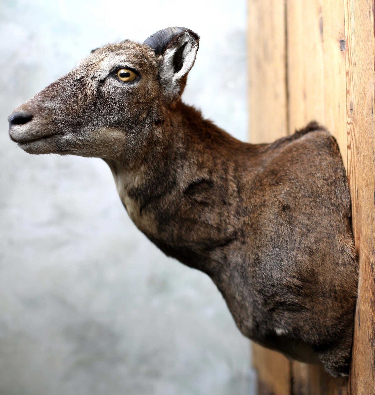 Large Adult Mouflon Head Female Wild Sheep Stuffed Vintage Taxidermy Mount Curiosity photo furniture