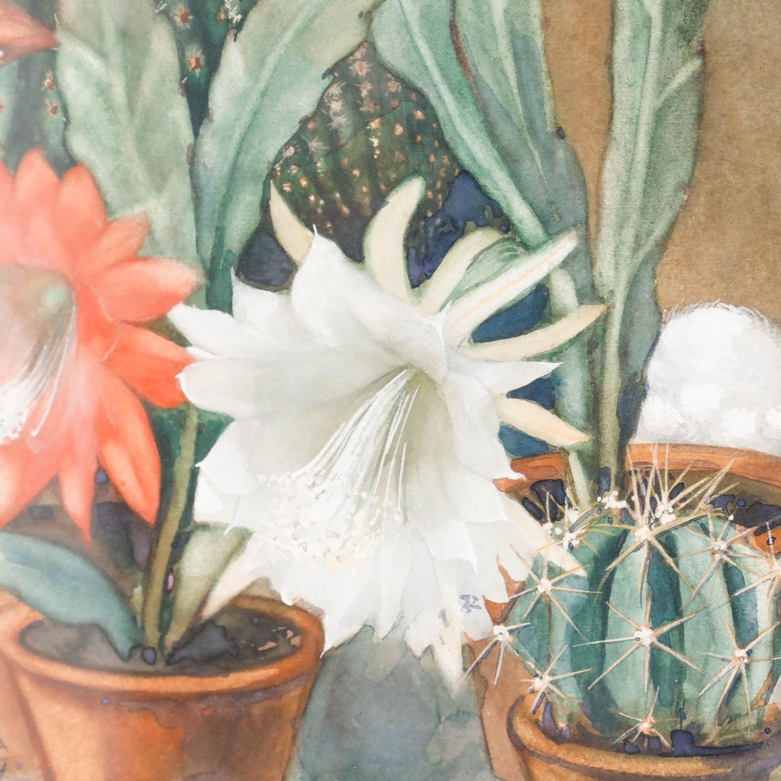 Willem Frederik Andrea (1875 1952) Framed Watercolour, Still Life With Cacti photo Art
