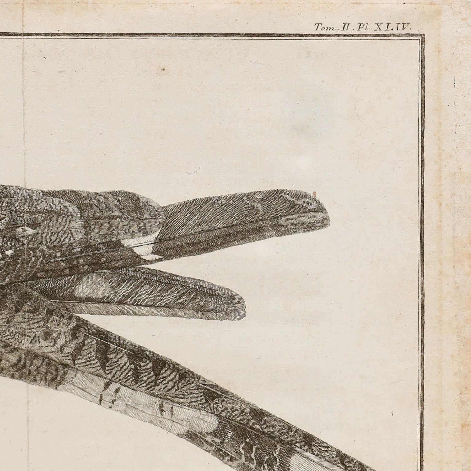 Francois Nicolas Martinet (1731 1804) 19th Century Engraving, Nightjar photo furniture