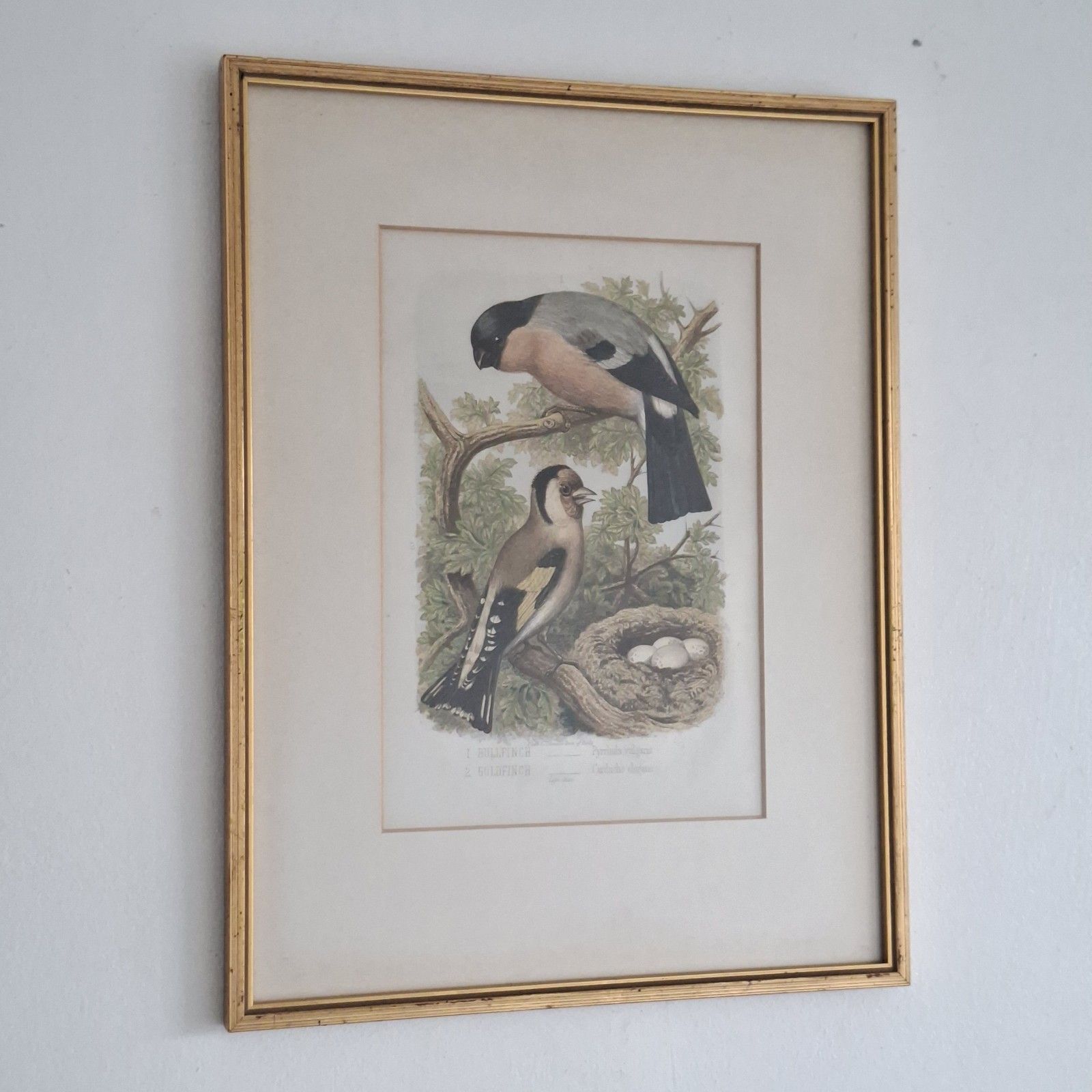 Original Coloured Lithograph Plates Cassells Book Of Birds Framed Trio Antique photo furniture