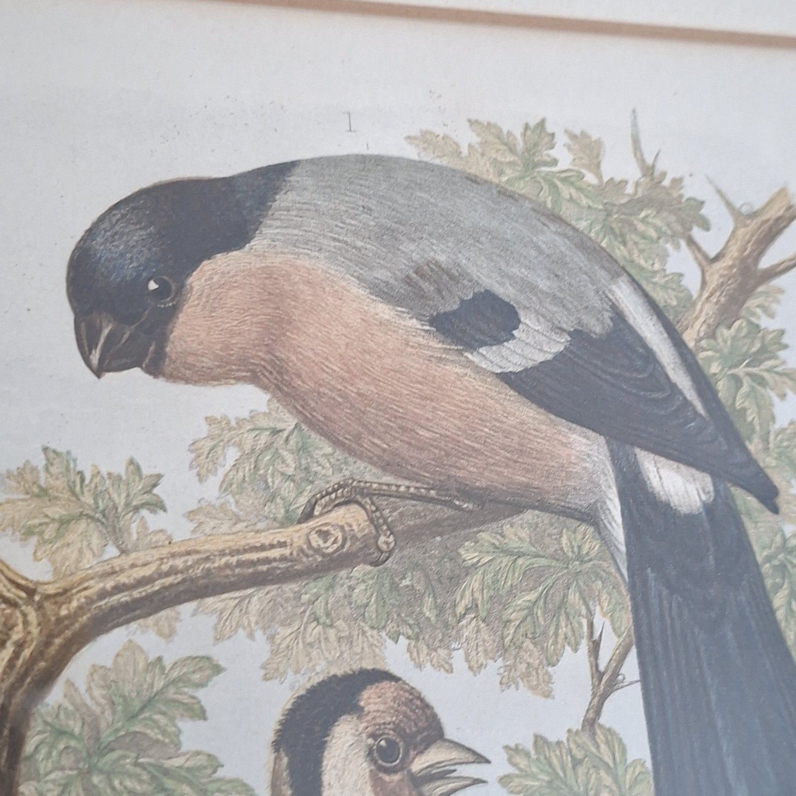 Original Coloured Lithograph Plates Cassells Book Of Birds Framed Trio Antique photo for sale