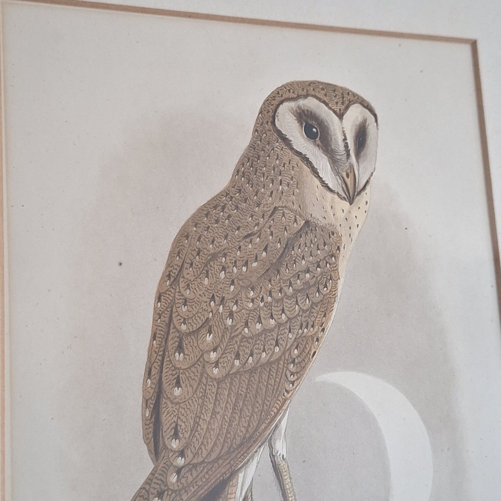 Original Coloured Lithograph Plates Cassells Book Of Birds Framed Trio Antique photo vintage