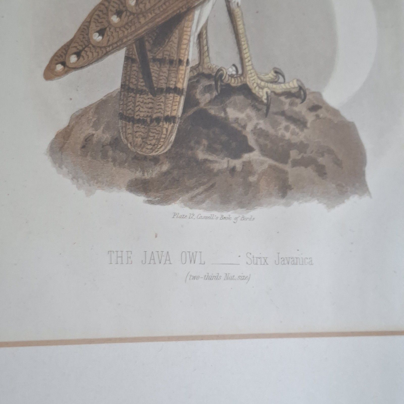 photo furniture Original Coloured Lithograph Plates Cassells Book Of Birds Framed Trio Antique