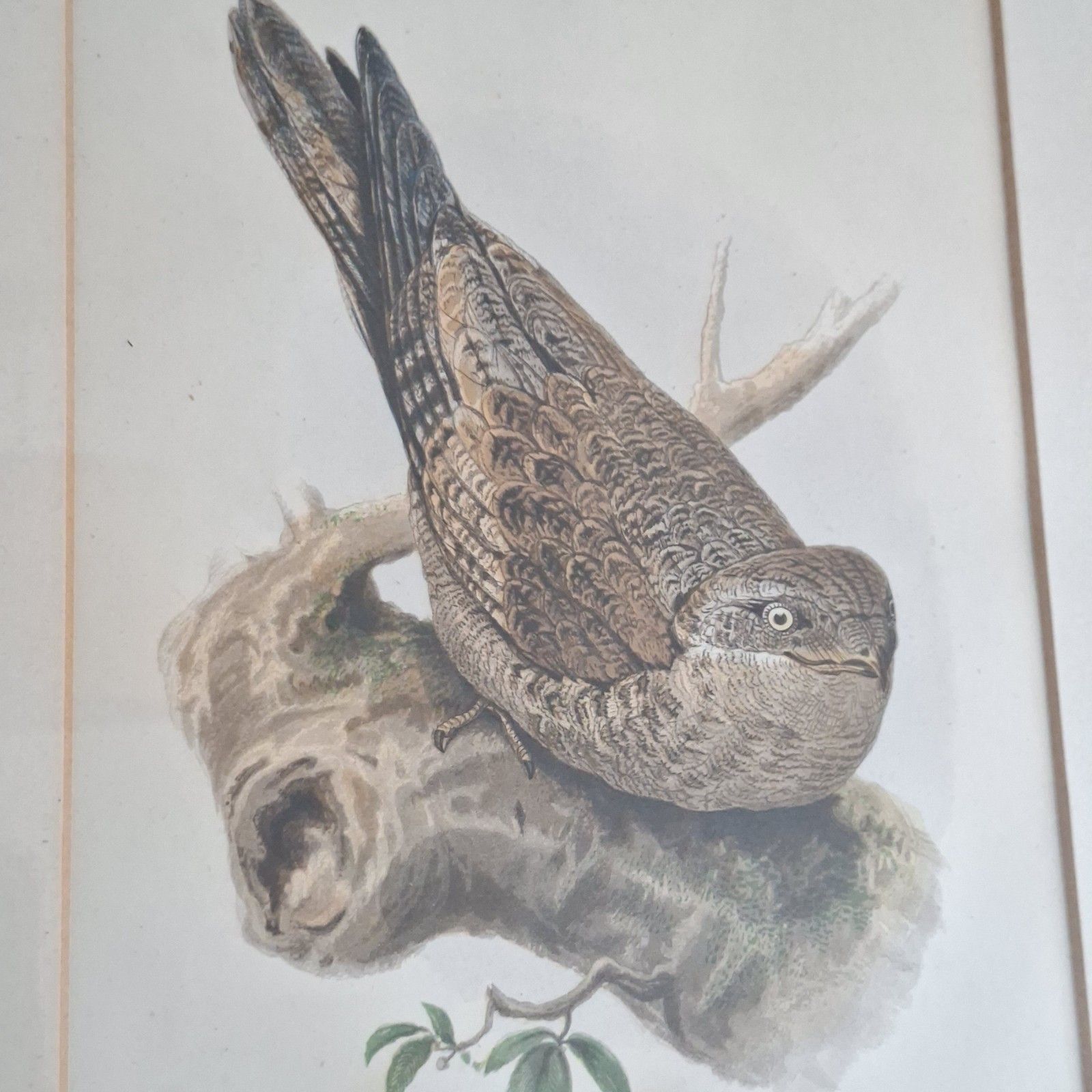 photo vinterior Original Coloured Lithograph Plates Cassells Book Of Birds Framed Trio Antique
