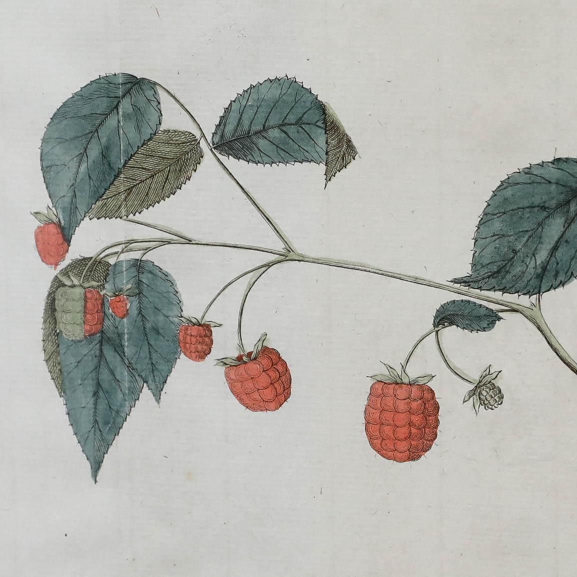 After Johann Hermann Knoop (1700 1769) 19th Century Engraving, Raspberries photo 175.0