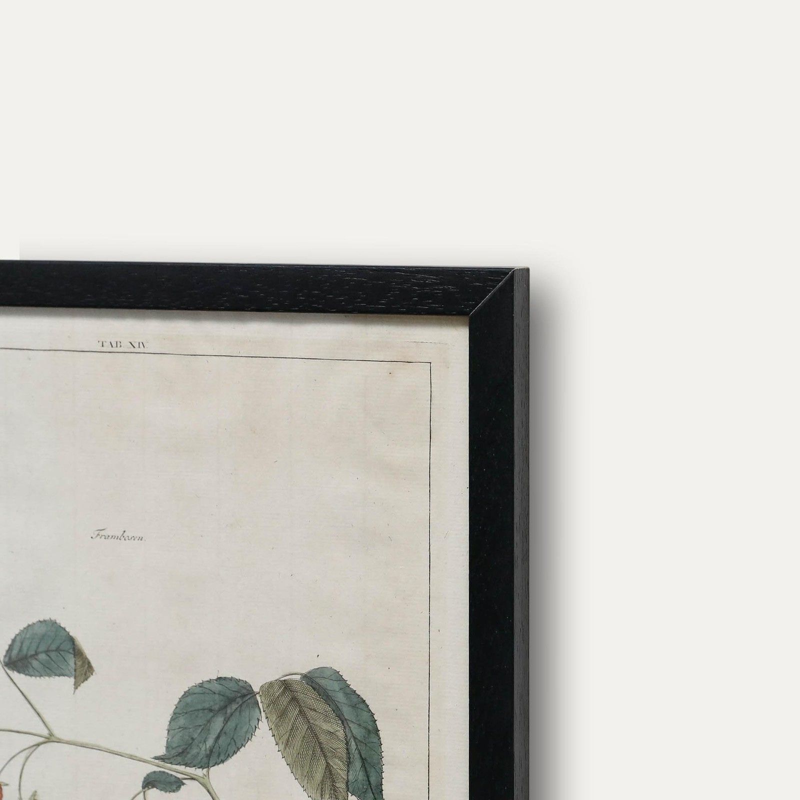 After Johann Hermann Knoop (1700 1769) 19th Century Engraving, Raspberries photo vinterior