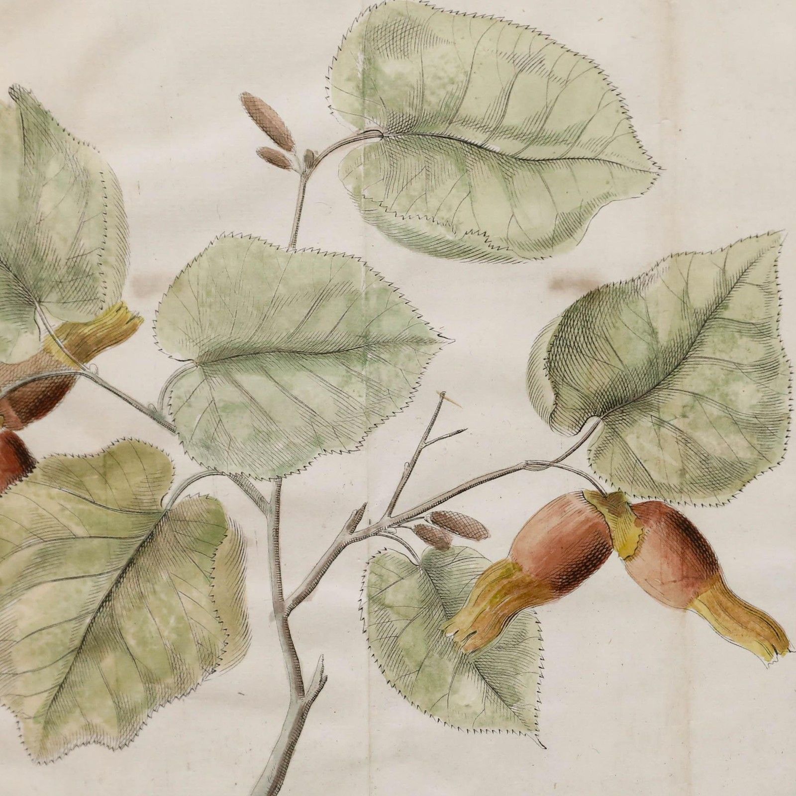 After Johann Hermann Knoop (1700 1769) 19th Century Engraving, Hazelnuts photo Art