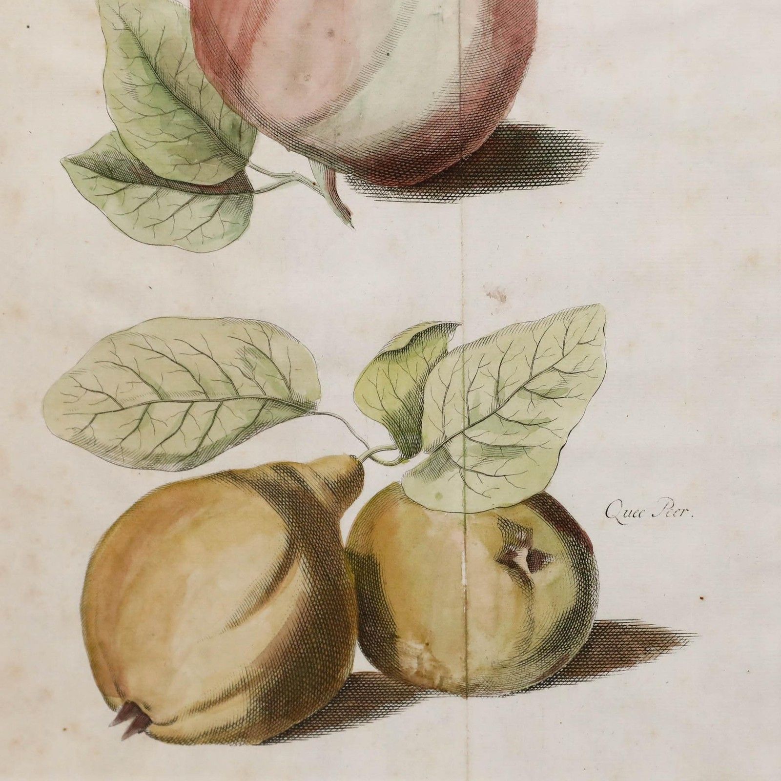 After Johann Hermann Knoop (1700 1769)  19th Century Engraving, Apples And Pears photo Art