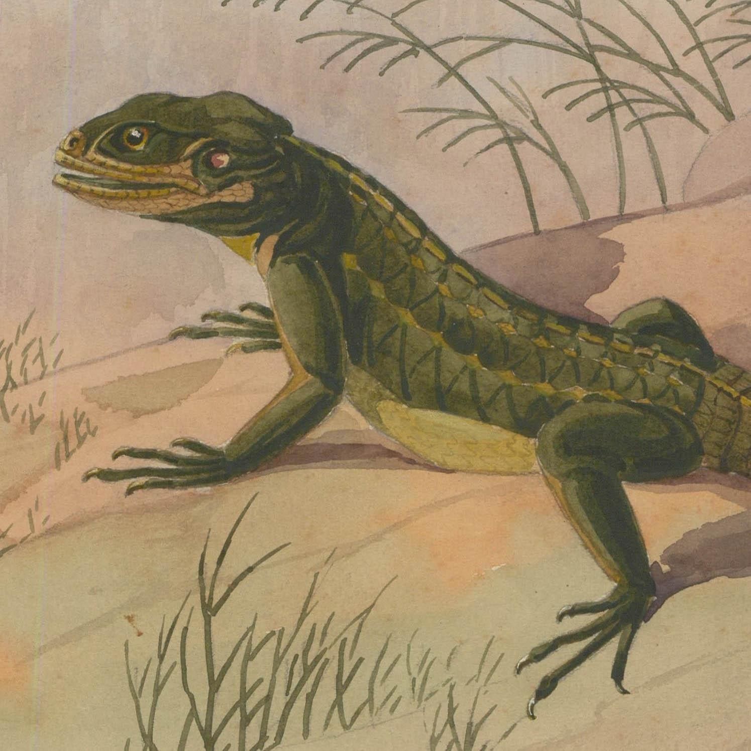 Fr. Siedler Mid 20th Century Watercolour, Agamid Lizard photo for sale