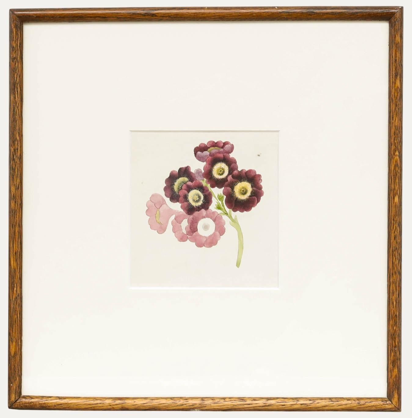 Sophia Katherine Charleton (1789 1844) Watercolour, Primulas
