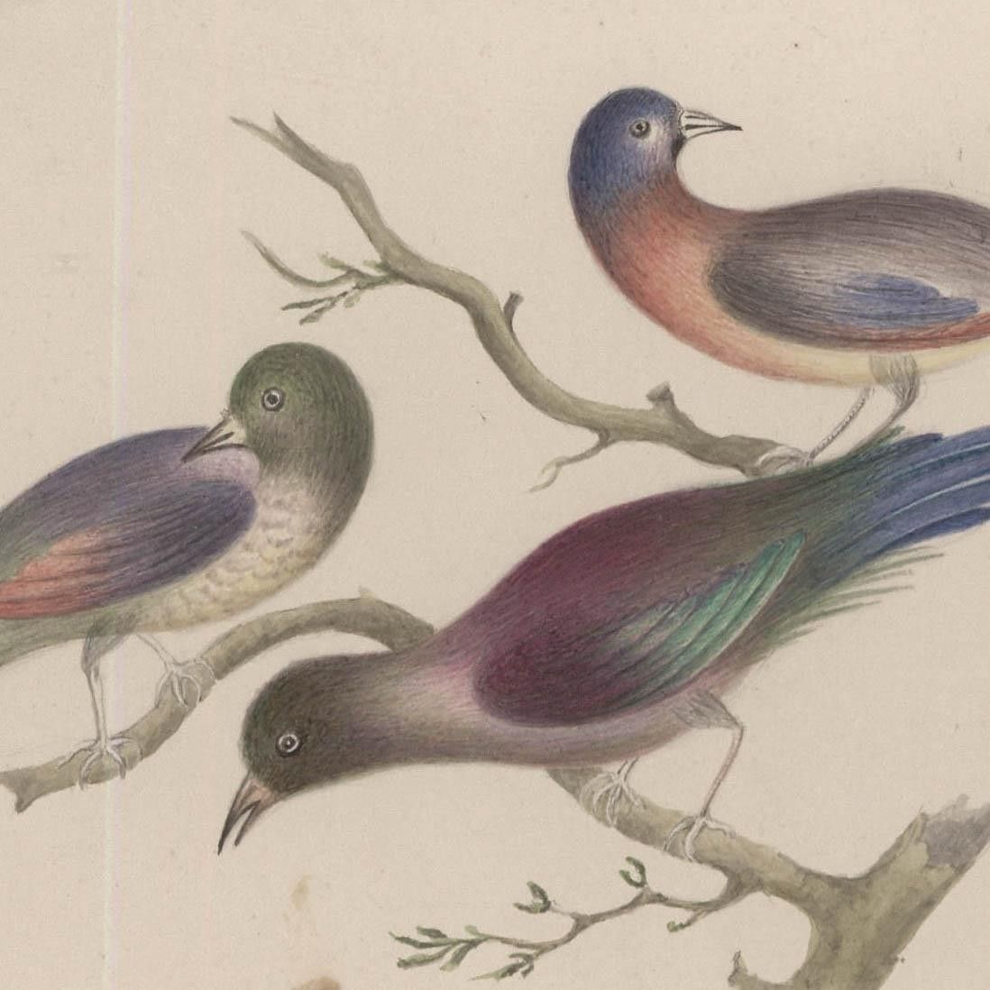 Sophia Katherine Charleton (1789 1844) Watercolour, Birds Of Paradise photo for sale